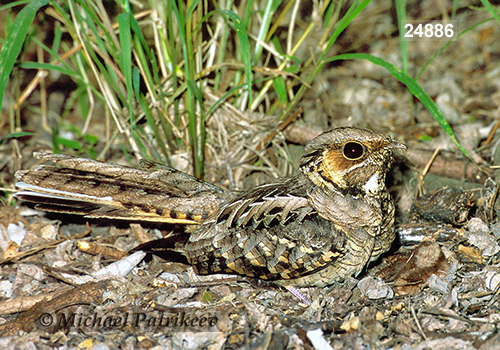 Common Pauraque (Nyctidromus albicollis)